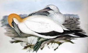 Australian Gannet John Gould, 1840-1848 hand colored lithograph from Birds of Australia, Vol. 7 (n1-a.7): plate 76 Image from Glasgow University Special Collections Department